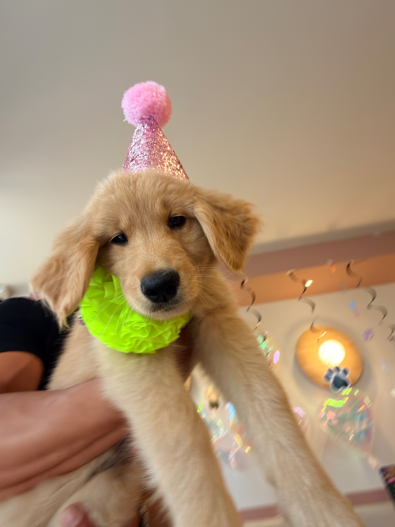 Florajoy Pets | All day brunch • Pet Café • Coworking